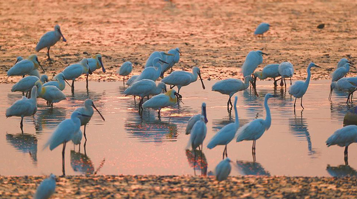 盐城黄海湿地已成鹈形目“食堂”